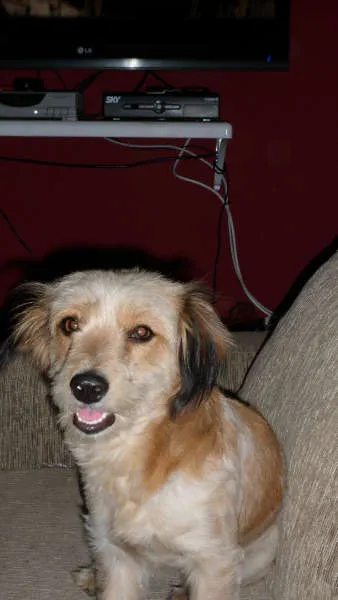 Cachorro ra a SRD (vira-lata) idade 3 anos nome Belinha