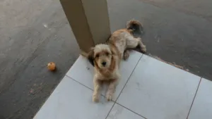Cachorro raça SRD (vira-lata) idade 3 anos nome Belinha