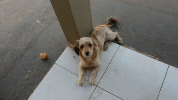 Cachorro ra a SRD (vira-lata) idade 3 anos nome Belinha