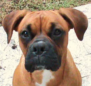 Cachorro raça Boxer idade 4 anos nome Agata