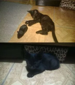 Gato raça Viralatinha idade Abaixo de 2 meses nome Pink