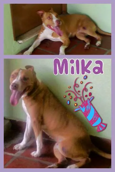 Cachorro ra a Pit-Bull idade 2 anos nome MILKA