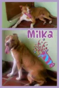 MILKA