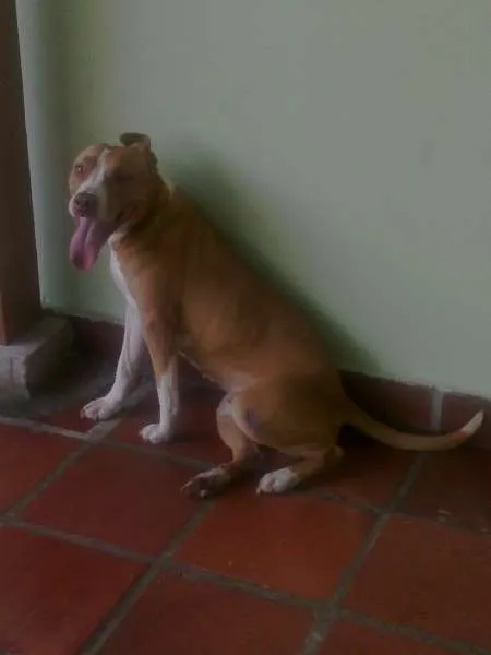 Cachorro ra a Pit-Bull idade 2 anos nome MILKA