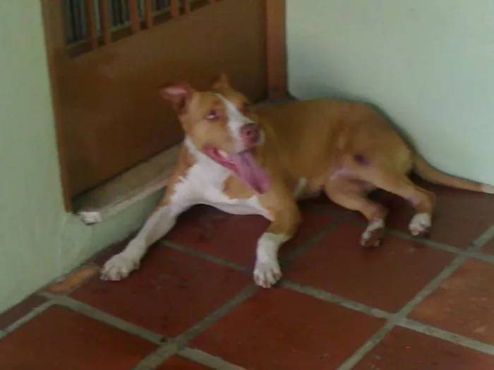 Cachorro ra a Pit-Bull idade 2 anos nome MILKA