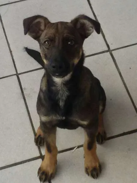 Cachorro ra a beagle / basset idade 2 a 6 meses nome Duque