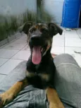 Duque