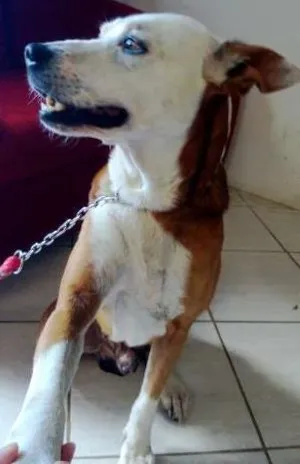 Cachorro raça vira lata com Pitbul idade 5 anos nome Lion