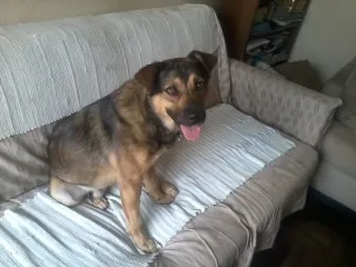 Cachorro ra a SRD idade 2 anos nome Xicão