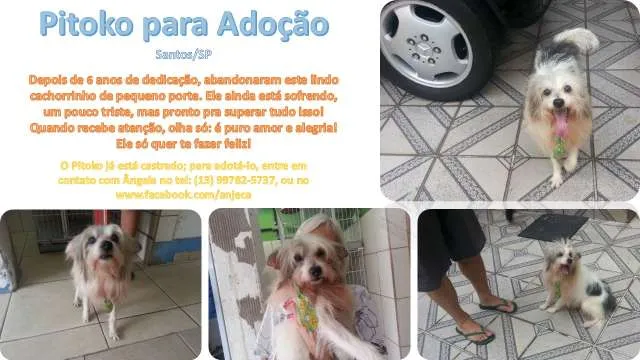 Cachorro ra a  idade 6 ou mais anos nome Pitoko