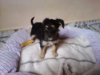 Cachorro ra a não tem  idade Abaixo de 2 meses nome não tem 