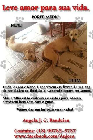 Cachorro ra a  idade 1 ano nome Duda e Nene