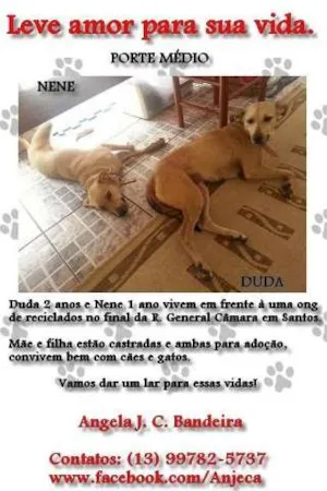 Cachorro raça  idade 1 ano nome Duda e Nene