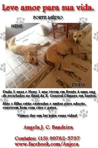 Cachorro ra a  idade 1 ano nome Duda e Nene