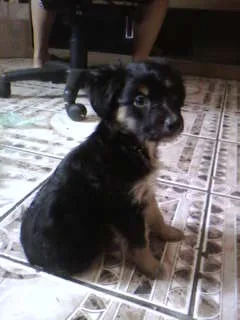 Cachorro ra a NÃO TEM  idade Abaixo de 2 meses nome NÃO TEM 