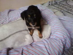 Cachorro raça não tem  idade Abaixo de 2 meses nome não tem 