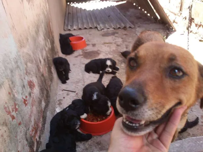 Cachorro ra a Indefinida idade Abaixo de 2 meses nome nenhum