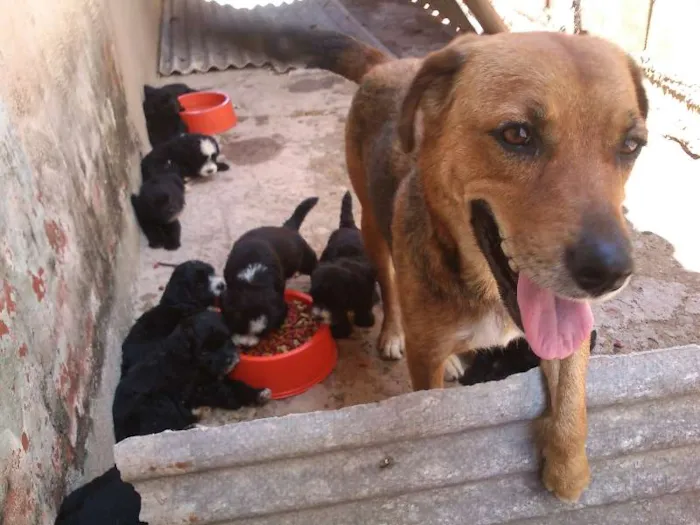Cachorro ra a Indefinida idade Abaixo de 2 meses nome nenhum