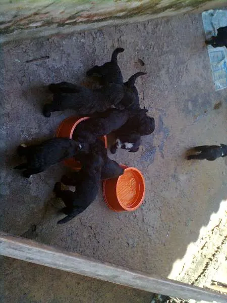 Cachorro ra a Indefinida idade Abaixo de 2 meses nome nenhum
