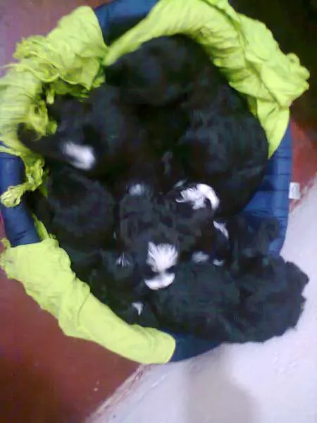 Cachorro ra a Indefinida idade Abaixo de 2 meses nome nenhum