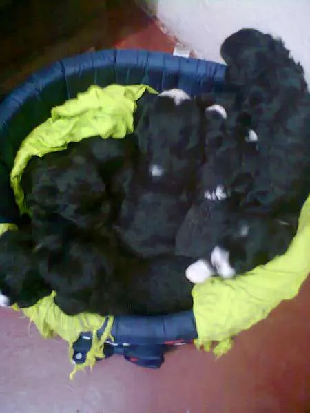 Cachorro ra a Indefinida idade Abaixo de 2 meses nome nenhum