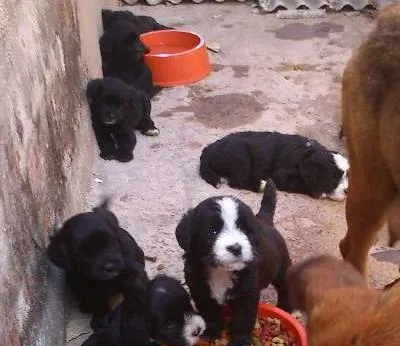 Cachorro ra a Indefinida idade Abaixo de 2 meses nome nenhum