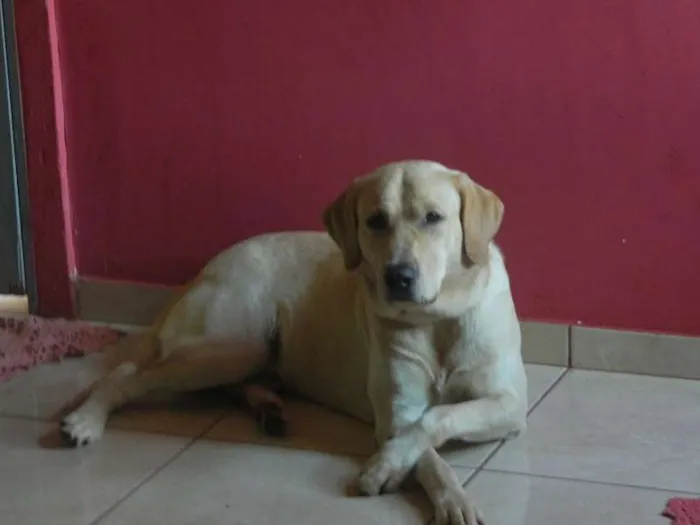 Cachorro ra a Labrador idade 1 ano nome Marley