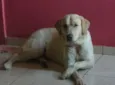 Marley