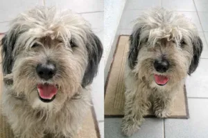 Cachorro raça  idade  nome Bob