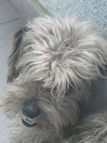 Cachorro ra a  idade  nome Bob