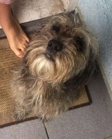 Cachorro ra a  idade  nome Bob