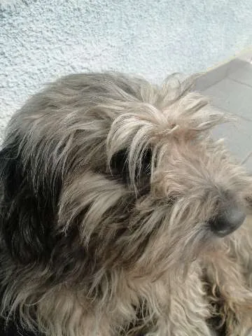 Cachorro ra a  idade  nome Bob