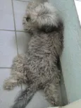 Bob