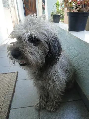 Cachorro ra a  idade  nome Bob
