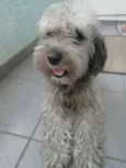 Bob