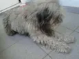 Bob