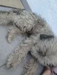 Bob