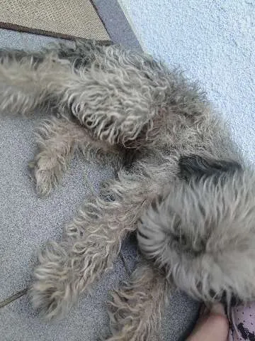 Cachorro ra a  idade  nome Bob