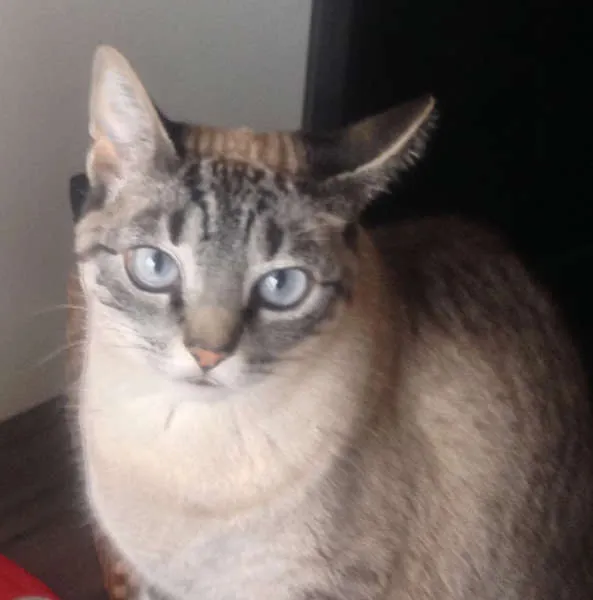 Gato ra a SRD idade 4 anos nome Nina