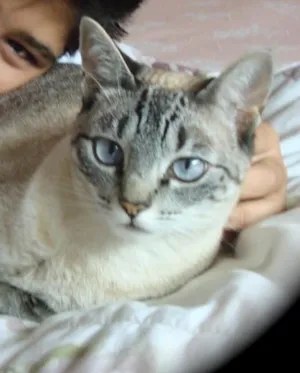 Gato raça SRD idade 4 anos nome Nina