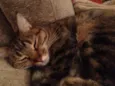 Susi