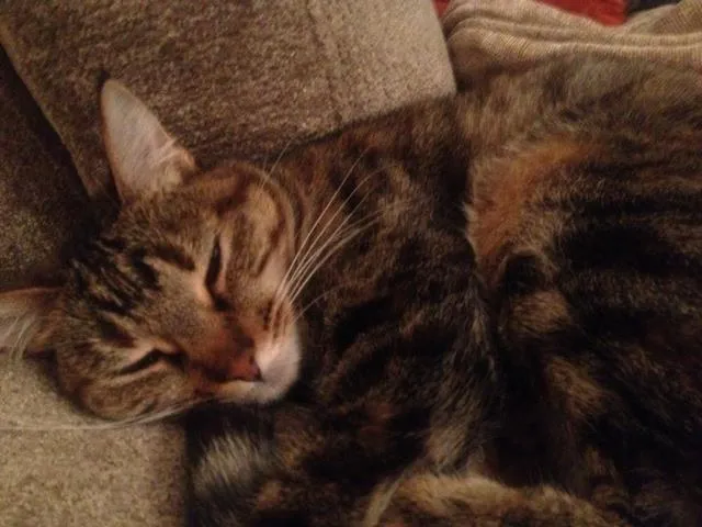 Gato ra a SRD idade 4 anos nome Susi