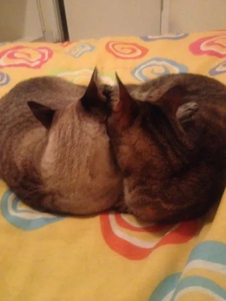 Gato ra a SRD idade 4 anos nome Nina