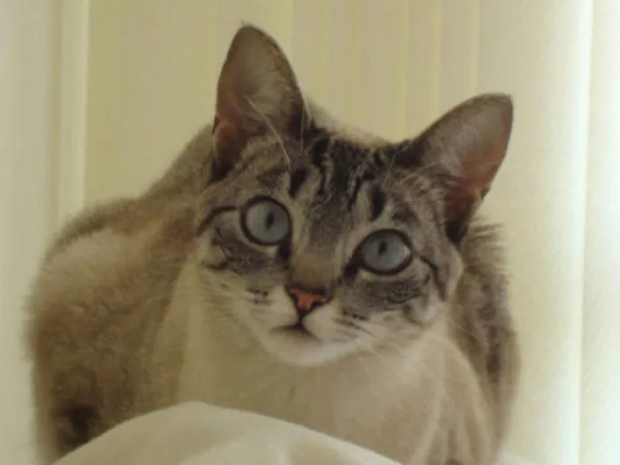 Gato ra a SRD idade 4 anos nome Nina