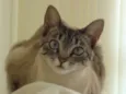 Nina