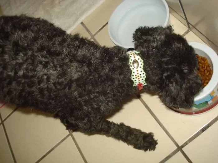 Cachorro ra a Poodle idade 4 anos nome nao sei