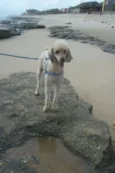 Kojack