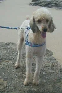 Cachorro raça poodle idade 5 anos nome Kojack