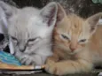 Adam e Levi