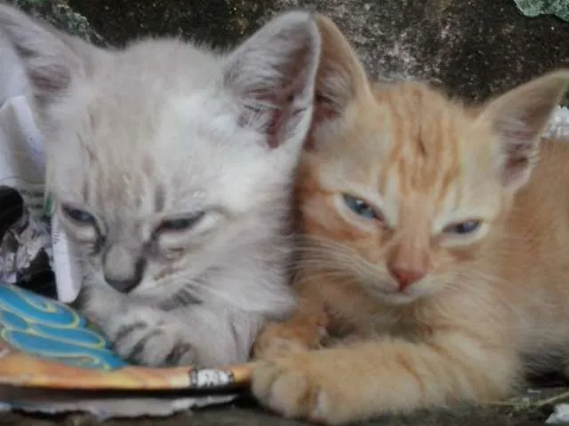 Gato ra a SRD idade Abaixo de 2 meses nome Adam e Levi